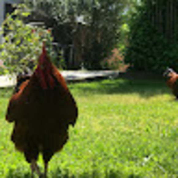 Meet your Posher, Holly - Picture 1 of 1